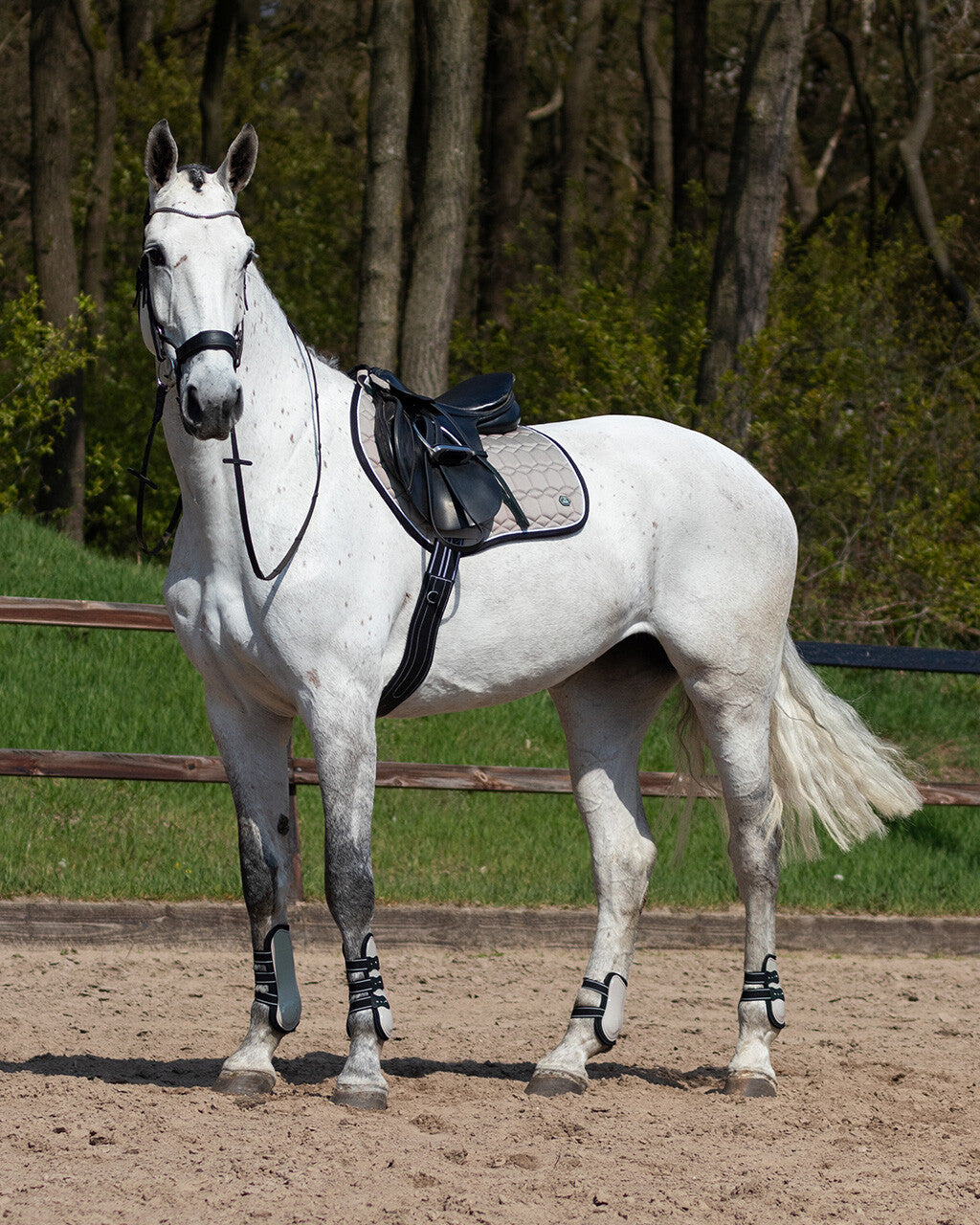 Protectores de menudillo QHP Champion