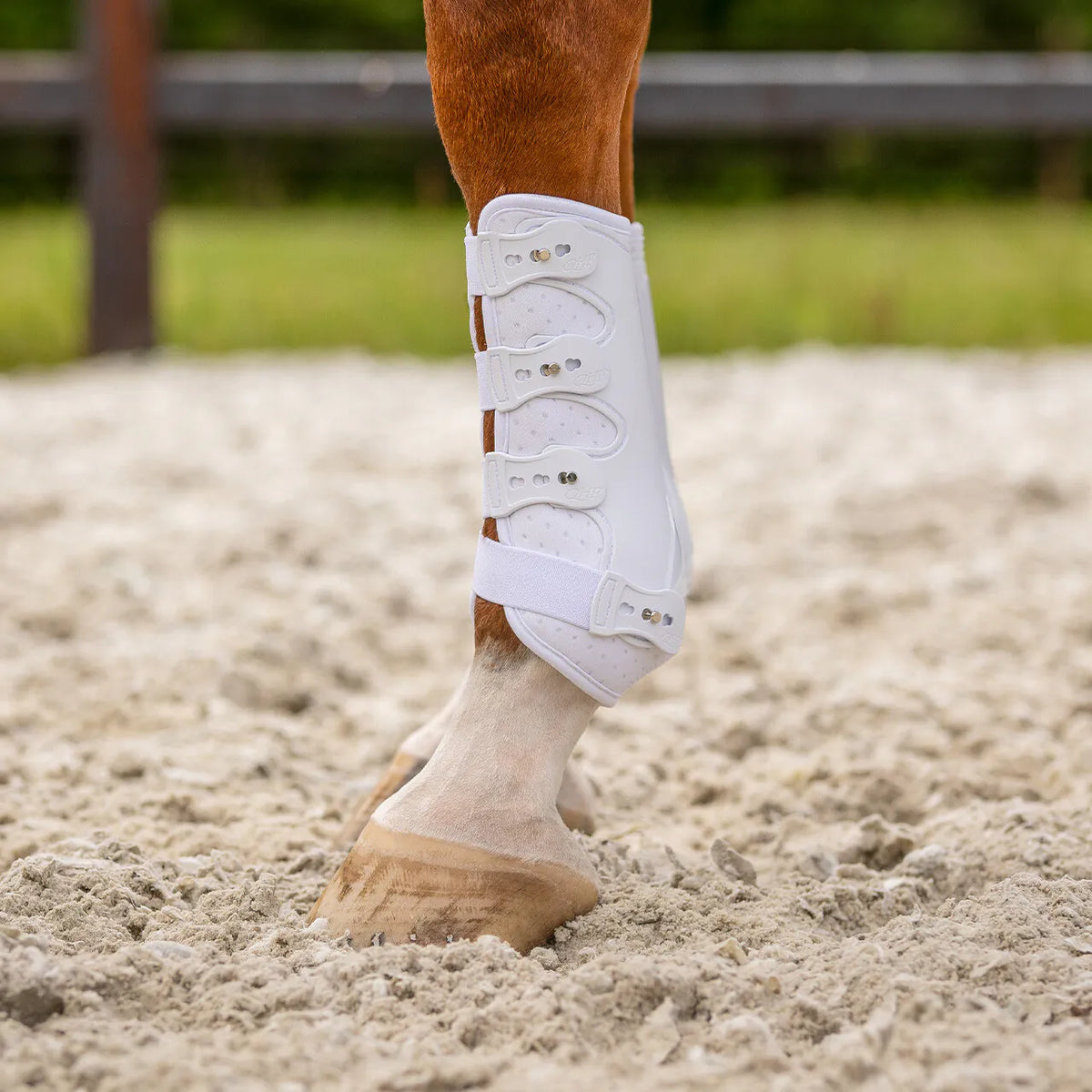 Protectores Leg protection delantero Champion QHP