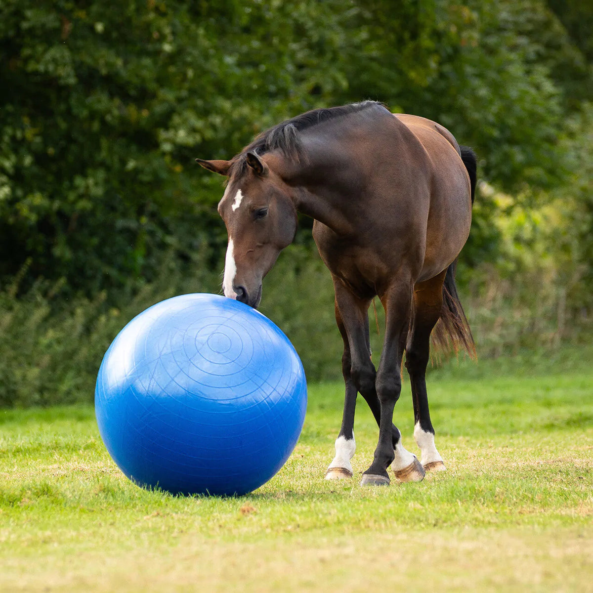 Accesorio ecuestre Caballo football QHP