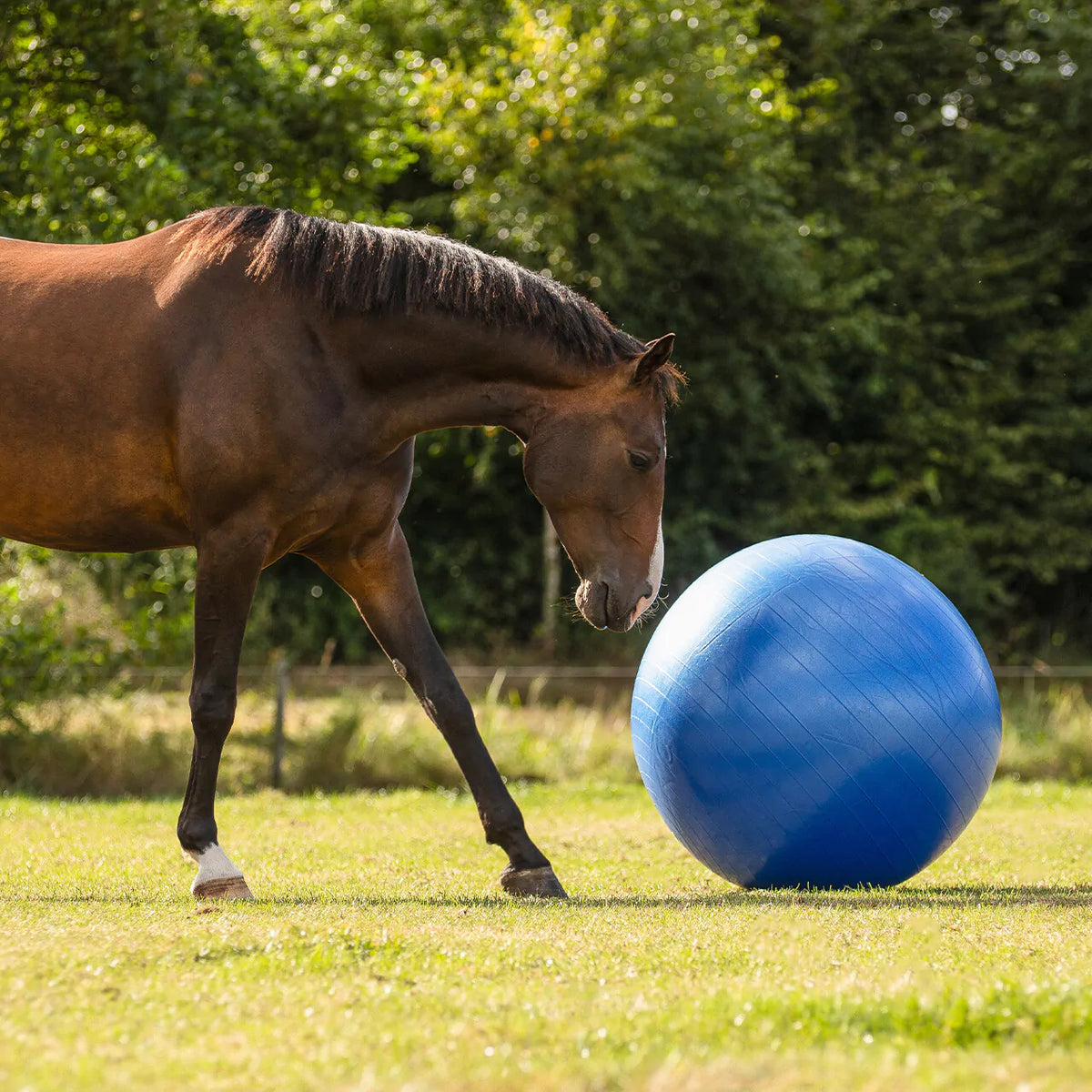 Accesorio ecuestre Caballo football QHP