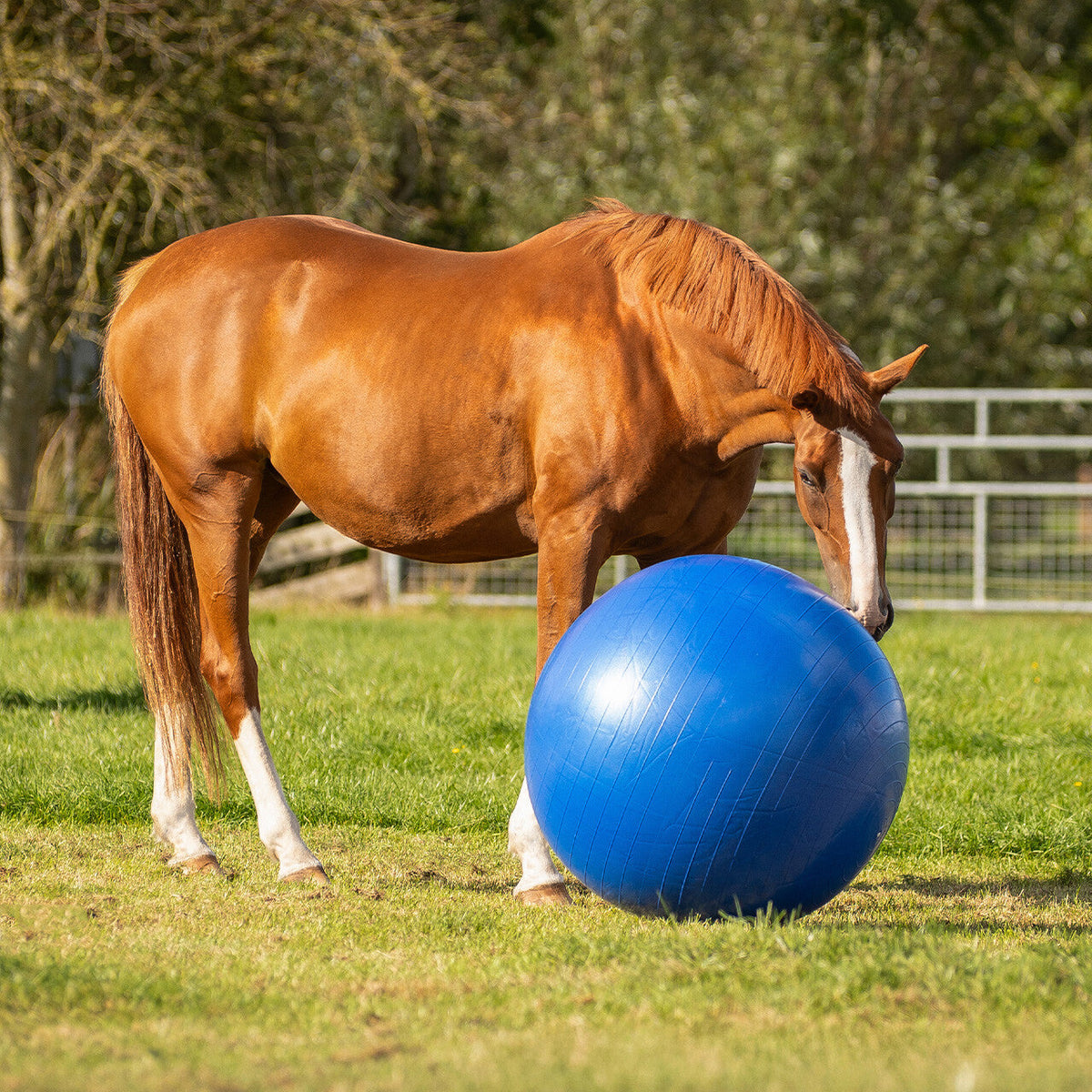 Accesorio ecuestre Caballo football QHP