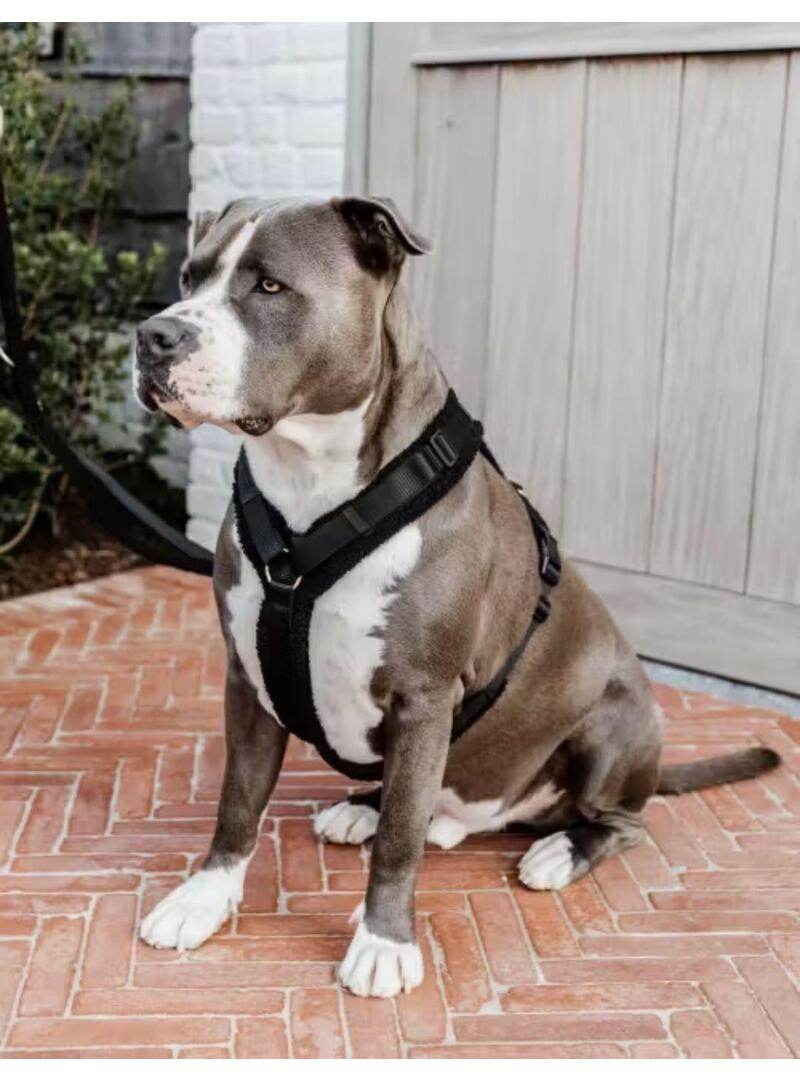 Arnés para Perro Active Teddy Fleec Kentucky Negro - Kentucky (2)