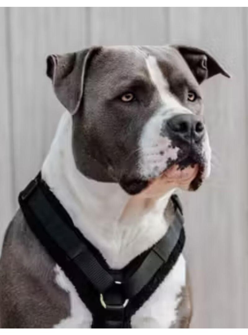 Arnés para Perro Active Teddy Fleec Kentucky Negro - Kentucky (3)