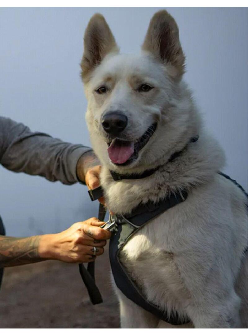 Arnes Ruffwear para perros Front Range Gris - Ruffwear (2)
