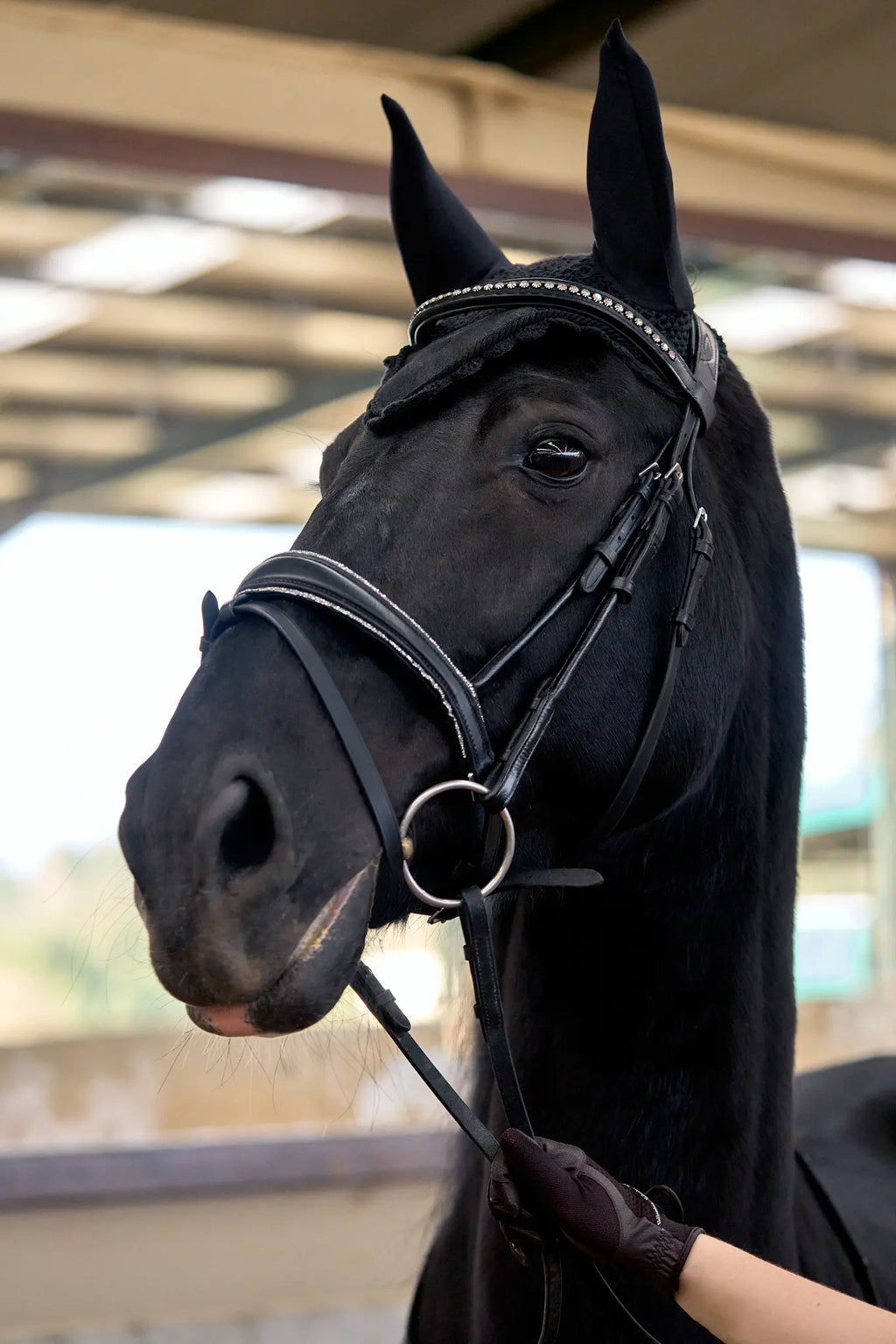 Cabezada Inglesa Vellquine Radiance