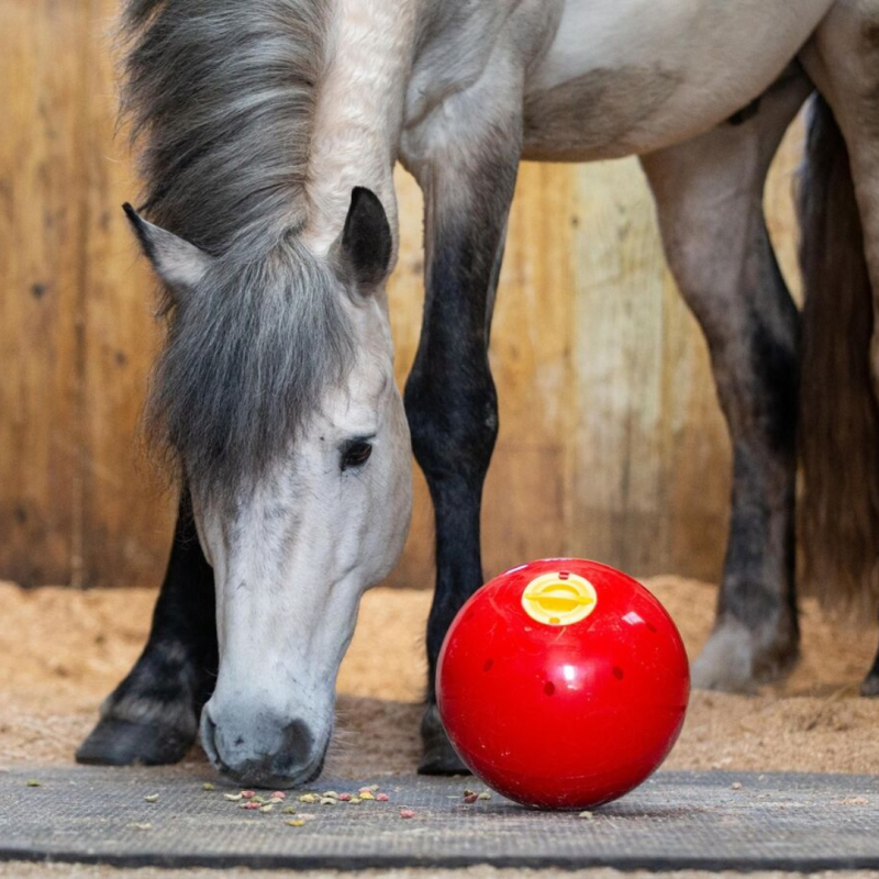 Accesorio ecuestre Likit Snak A Ball