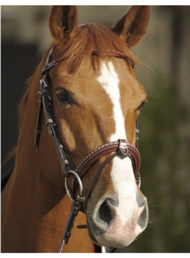 Cabezada Penelope “Point Sellier” Avellana