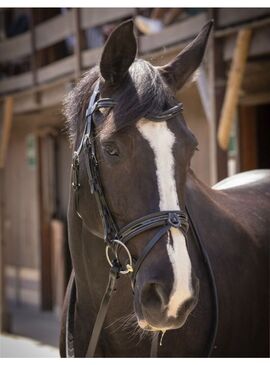 Cabezada de Montar Penelope “Smoothie” Negro