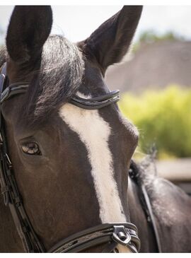 Cabezada de Montar Penelope “Smoothie” Negro