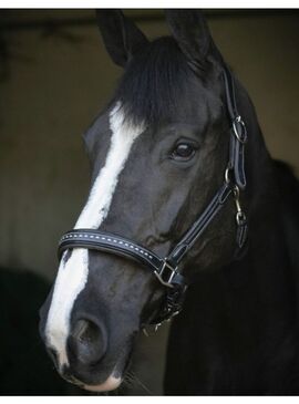 Cabezada de Cuero Penelope “Point Sellier” Negro