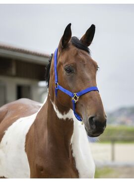 Cabezada de Nylon Doble Espesor Norton con Cierre por Hebillas Azul Royal