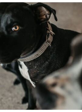 Collar de Perro Basket Dyon Gris