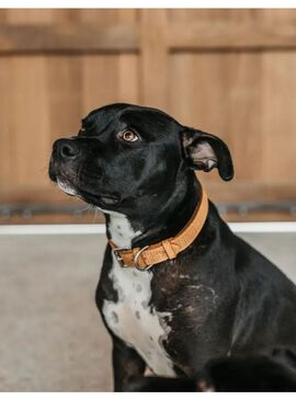 Collar de Perro Basket Dyon Tostado