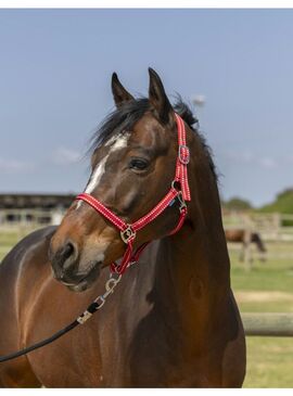 Cabezada de Cuadra Norton “Grooming” Rojo