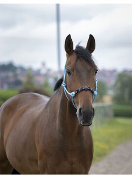 Cabezada Etológica Norton “Pearl” Azul Celeste