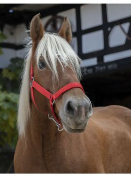 Cabezada para Caballo de Tiro Norton Pro Rojo