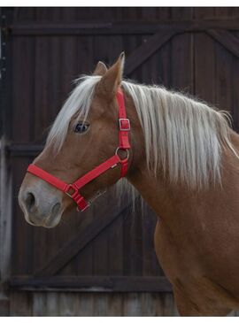 Cabezada para Caballo de Tiro Norton Pro Rojo