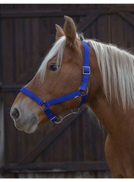 Cabezada para Caballo de Tiro Norton Pro Azul Royal