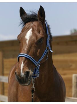 Cabezada Norton “Satine” Azul Celeste/Negro