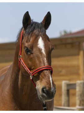 Cabezada Norton “Satine” Rojo/Negro