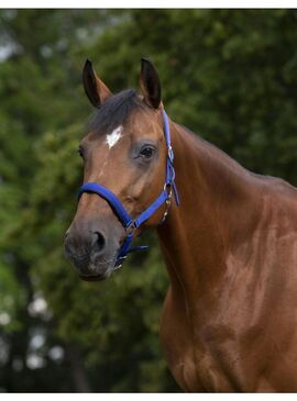 Cabezada Norton con Forro de Neopreno Azul Royal