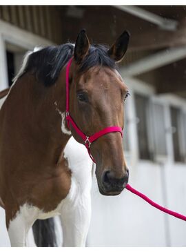 Cabezada de Cuadra + Ramal “Club” Riding World Fucsia