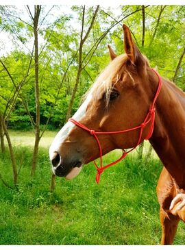 Cabezada de Cuadra Riding World Natural de Cuerda “Fin” Rojo