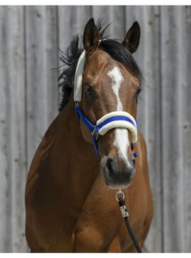 Cabezada de Cuadra Riding World de Borreguillo Sintético Azul Royal