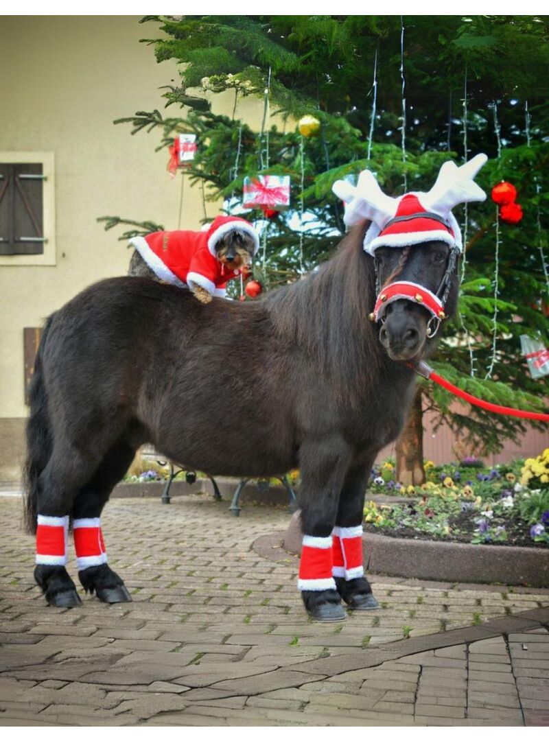 Vendas de Navidad Equithème “Noël” Rojo