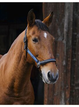 Cabezada Equithème “Domino” Azul