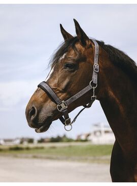 Cabezada de Nylon Equithème “Jacquard” Gris