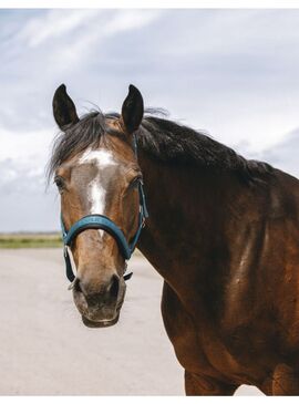 Cabezada de Nylon Equithème “Jacquard” Pato Azul