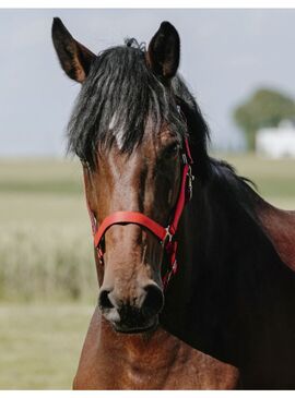 Cabezada de Nylon Riding World “Cushion” Rojo