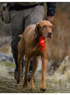 Luz de Seguridad Ruffwear para Perros Beacon Clear