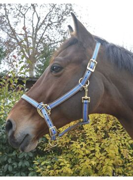 Cabezada de cuadra Equithème "Polyfun" Azul Vivo