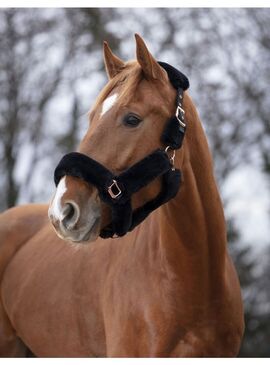 Cabezada de cuadra con borreguillo "Teddy Rose Gold" Negro