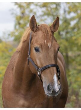 Cabezada de cuadra Equithème "Tendace" Marrón