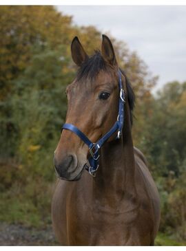 Cabezada de cuadra nylon Equithème "Nylon" Azul Royal