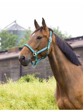 Cabezada de Cuadra Equithème "Air" Pato Azul