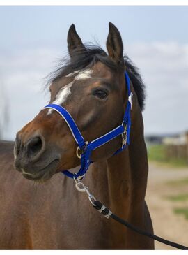 Cabezada de cuadra Equithème "Nylon Light" Azul Royal