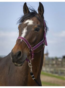 Cabezada de cuadra Equithème "Nylon Light" Burdeos