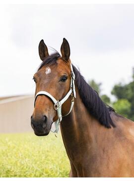 Cabezada cuadra Equitheme 'Air' Verde Almendra