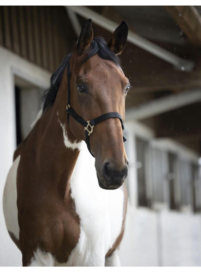 Cabezada de Nylon Norton Forrada de Cuero Violeta