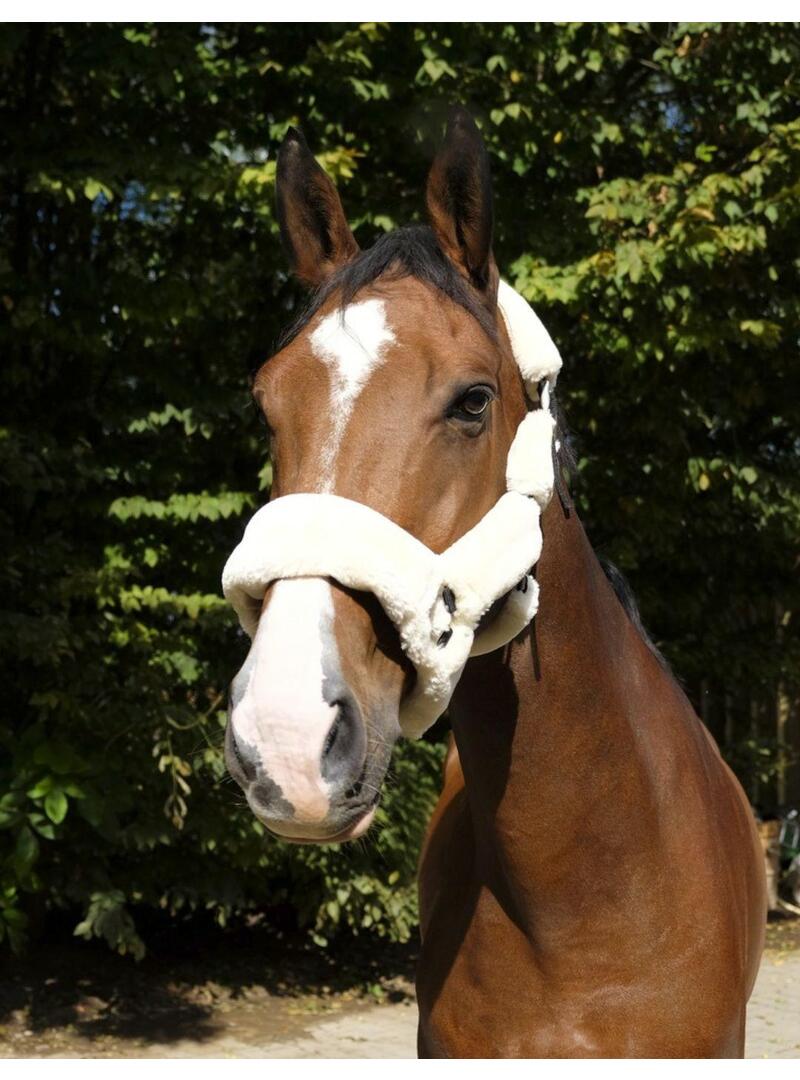 Cabezada EQUITHÈME 'Teddy'-Marino/Crudo