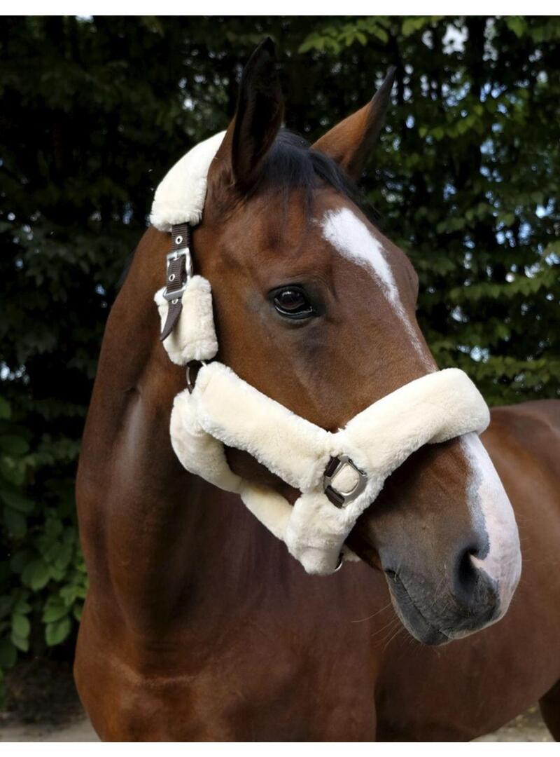 Cabezada EQUITHÈME 'Teddy'-Marino/Crudo