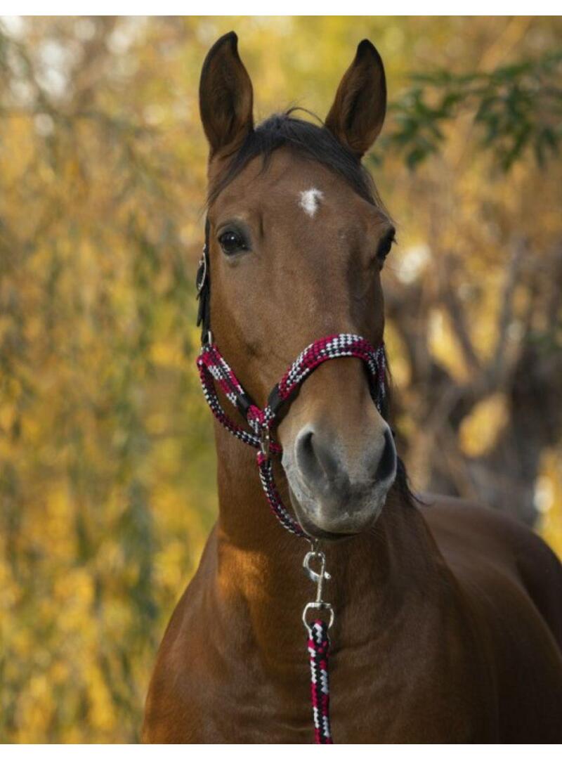 Cabezada de cuadra + Ramal Norton "Tressé" Fucsia/Azul Claro/Marino