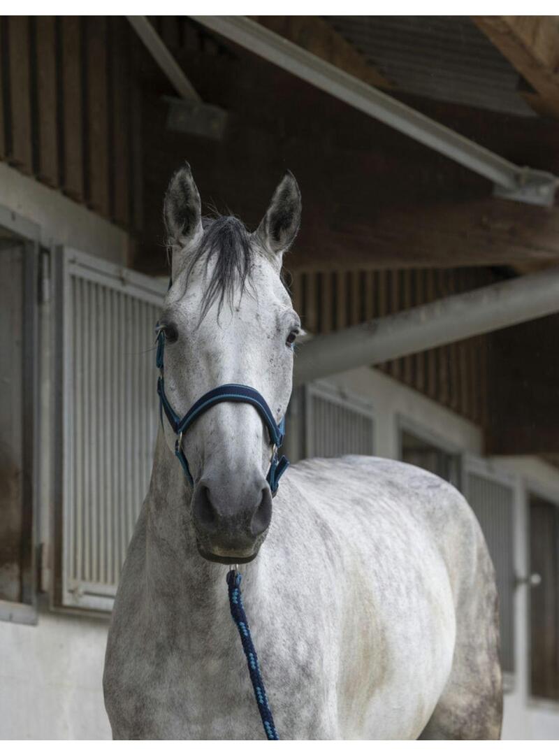 Cabezada + ramal Norton'Satine' Negro/Naranja