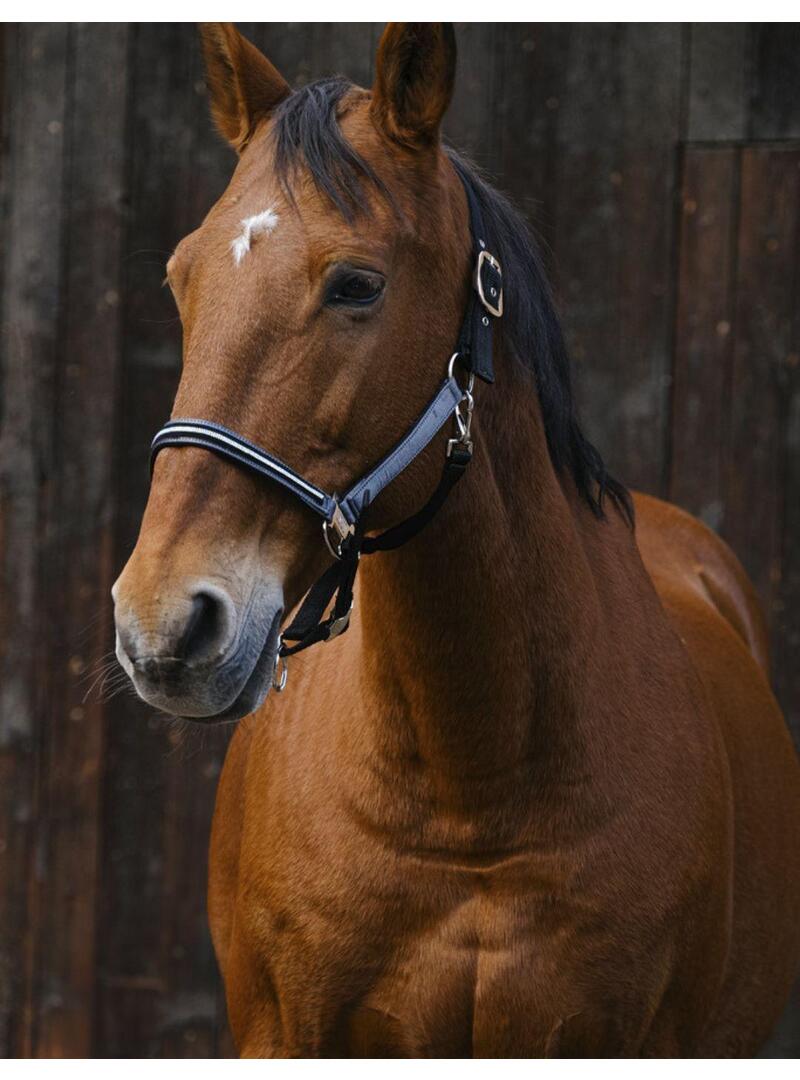 Cabezada EQUITHEME 'Domino' Cobre