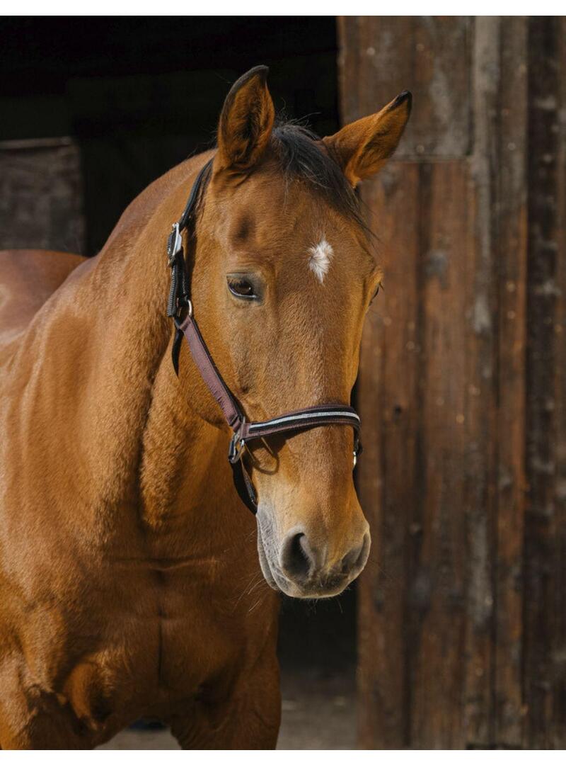 Cabezada EQUITHEME 'Domino' Gris