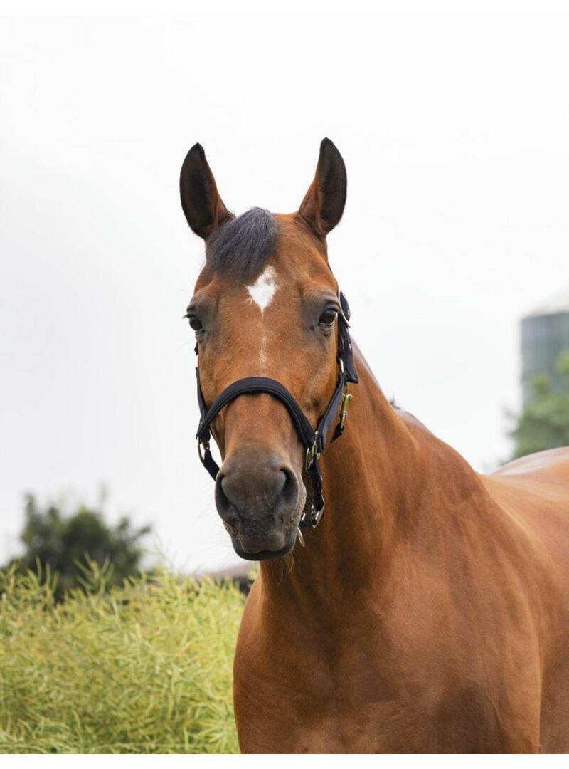 Cabezada cuadra Equitheme 'Air' Gris